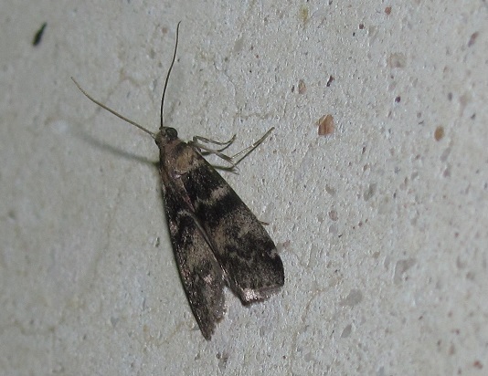 Assara terebrella?